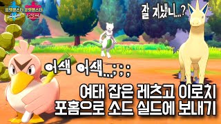 포켓몬홈으로 가지고 있던 이로치 다 소드,실드로 옮겨봤습니다. 뮤츠야 파오리야 날쌩마야...잘 지냈니..?