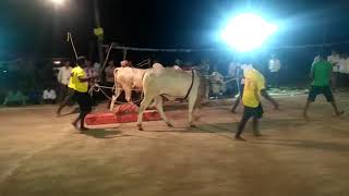 Thondapi chennakesavulu bulls