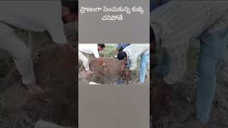 ప్రాణంగా పెంచుకున్న కుక్క అకస్మాత్తుగా చనిపోతే బాధ చెప్పలేనిది.మనిషికి మూగజీవాలకు బంధం మర్చిపోలేనిది