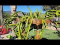 How to Deal With New Spring Growth on Your Dragon Fruit