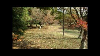 紅葉に聞いたお伽噺　セレクション　④　紅葉の森　福智山ろく花公園　福岡県直方市永満寺