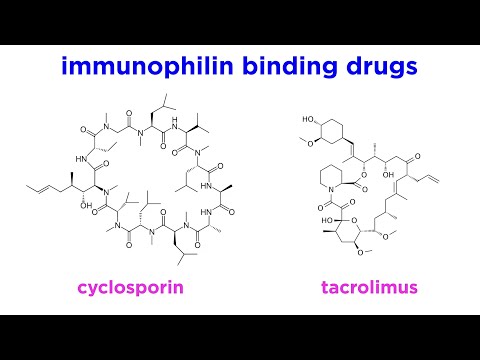 What are the best immunomodulators?