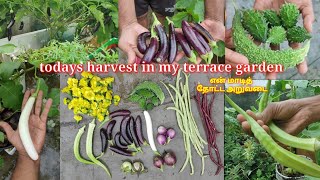 organic vegetable harvest in my terrace garden. மாடி தோட்டத்தில் காய்கறி அறுவடை செய்யலாம் வாங்க 🍅🍆