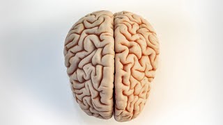 Cómo desmentir el mayor mito del cerebro. Solo 24 segundos.