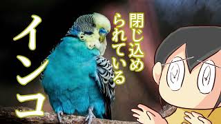 275話：インコの夢の意味とは？