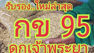 รับรองใหม่ล่าสุด...กข 95 (ดกเจ้าพระยา)  🌾🌾 สนใจพันธุ์ข้าว 0899428684  0925164252 0650495999