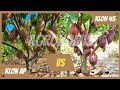 Kakao Klon AP vs Klon 45 (MCC02) | Agronomist Sharing