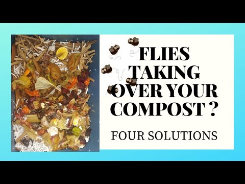 Do fruit flies ruin compost?