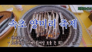 속초 오징어 난전에서 만난 양미리축제! 포떠서 먹는 오징어회 너무 맛있어요!