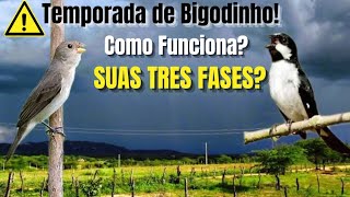 🌳 A Temporada de Bigodinho tem Três Fases | É a Época mais Importante  pra um BIGODEIRO⚠️