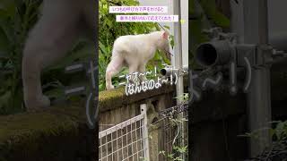 【オッドアイの白猫】偶然出会った白猫がオッドアイの猫だった！幸運を招くかも！【オリジナル曲】#shorts #cat#猫動画