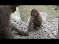 05 高崎山自然動物園 7月のアマビエ