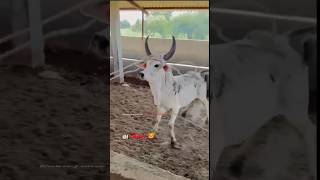 હા સિંહણ 🦁 કાંકરેજ #cow #kankrej_cow #subscribe #animals#trendingshorts #short