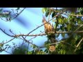 oistphocomus hoazin * hoatzin