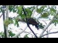 oistphocomus hoazin * hoatzin