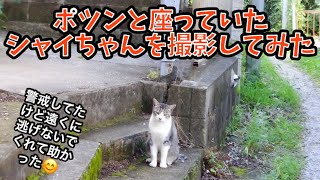 ポツンと座っていたシャイちゃんを撮影してみた