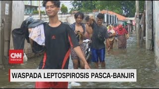 Waspada Leptospirosis Pasca-banjir