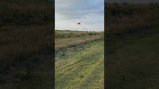 HobbyZone  Carbon Cub S 2 1.3m RTF Basic RC Plane coming in for Landing in the Florida Orange Grove