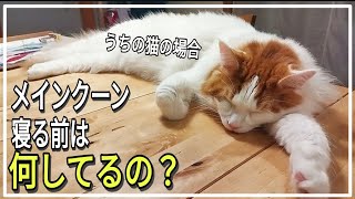 メインクーンの日常【猫の行動】飼い主が寝るまで