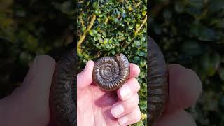 Perfect Dactylioceras Ammonite collected from the beach #shorts #ammonites #jurassic #fossil