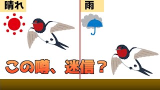 ツバメが低く飛ぶと雨が降る?本当なのか？