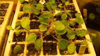 Primulina tamianas in Seed Start Tray