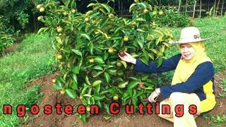 Mangosteen cuttings