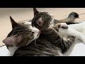 にゃんずまとめ／ペロペロ動画（ねこ）