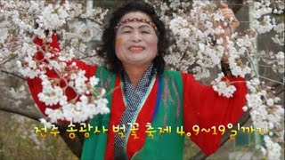 전주송광사 벚꽃 축제 4.9~14일까지 합니다~주소: 전북 완주군 소양면 송광수만로 33 (우리 순 두부 식당 옆).