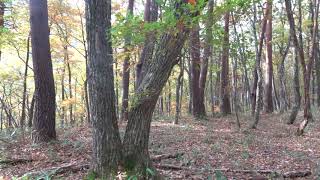 植野稔　雑木林　11月3日