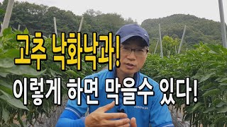 고추 낙화낙과 이렇게 하면 막을수 있다! 여름철 고추재배 낙화낙과 현상 줄이는 방법