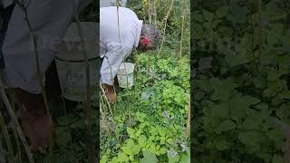 Organic తోటకూర Harvesting/Amaranthus/ leafy vegetables #thotakura #garden #food  #harvesting #shorts