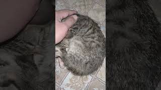 Sleeping kitten  #viralvideo  #shortvideo  #cat #pets #cute