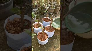 Guava Farming Techniques #farming #agriculture