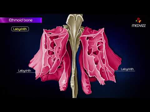 Is the ethmoid bone anterior to the sphenoid bone?
