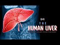 The Human Liver - Largest Organ inside Our Body - [Hindi] - Infinity Stream