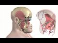 Animation of Second Face Transplant Performed at Cleveland Clinic