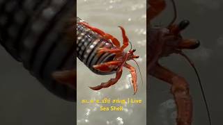 கடல் உயிர் சங்கு | Live Sea Shell