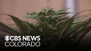 Colorado business owners say marijuana reclassification could create new opportunities