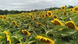 EXPLORING SUNFLOWER FOREST **THERE EVERWHERE**  | TESTING MY NEW CAMERA