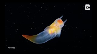 Underwater Slug   Sea Angel