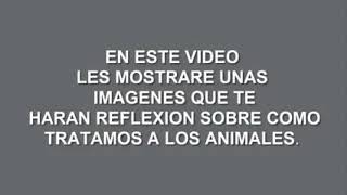 Hagan conciencia de como tratamos a los animales