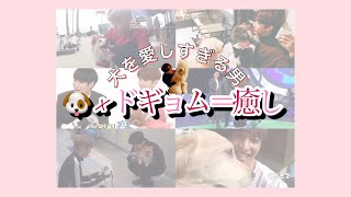 [日本語字幕] Seventeen 犬が大好きなドギョムとドギョムより餌が大好きなワンちゃん達 [세븐틴 / セブチ] [도겸 / 석민 / DK]