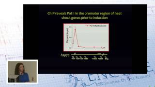 Fundamental insights into gene regulation from genomic analyses - Karen Adelman