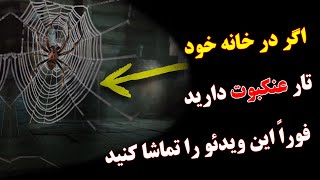 عنکبوت ها به این دلیل به خانه شما می آیند  اگر در خانه خود تار عنکبوت دارید فوراً این ویدئو را تماشا