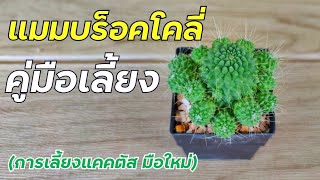 คู่มือการเลี้ยงแคคตัสแมมบล็อคโคลี่ หรือ Mammillaria Spinosissima Un Pico Montrose