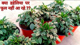 डेलिया के पौधे की Growth किस वजह से रुकी हुई है ? || Best Tips How To Grow Dahlia In Hindi