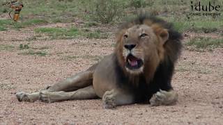 Beyoncé - SPIRIT. Lion King. Featuring Real #LIONS and Real #ROARS.