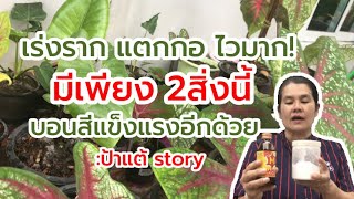 ระเบิดรากบอนสี แตกกอเร็ว ต้องเจอสูตรนี้! ป้าแต้ | story