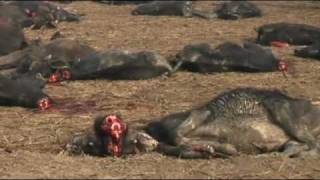 Sacrifice at Gadhimai Festival